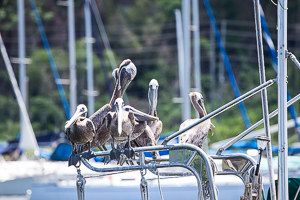 Pelican Invasion